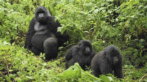 Wildlife Friendly Enterprise Network » Blog Archive » Mountain Gorilla