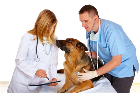 So you want to be a Vet ? – vet-n-pet DIRECT Blog