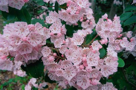 Evergreen Flowering Vines For Shade