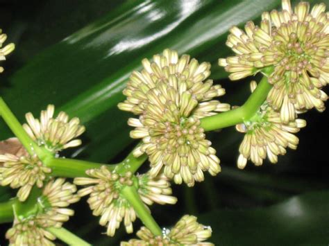 Nature's Reflection Interior Plantscaping: Corn Plant Flowers