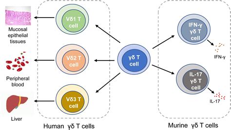 Gamma Delta T Cells Phenotype