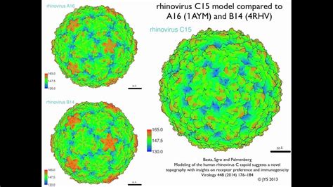 47+ Listen von Rhinovirus Structure Rhinovirus Diagram? Learn and ...