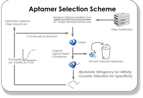 » What Are Aptamers?