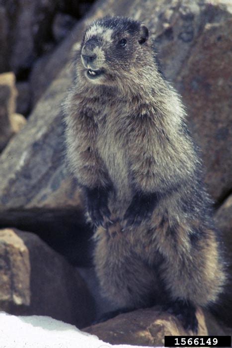 Hoary Marmot - Marmota caligata - NatureWorks