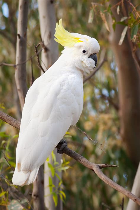 Cockatoo - Rain Forest Reports