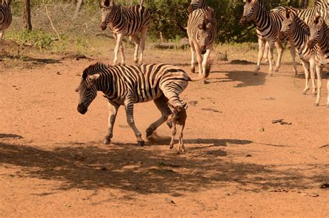 Zebra attack wildebeest calf - Africa Geographic