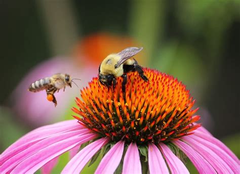 Bee Pollination 101: How Do Bees Pollinate Step By Step?