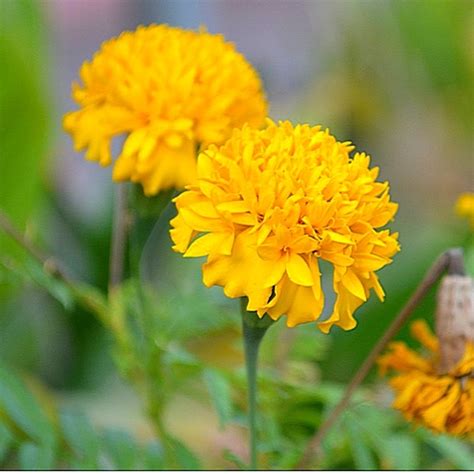 Cara Menanam Benih Bunga Marigold dari Biji yang Benar - BibitBunga.com