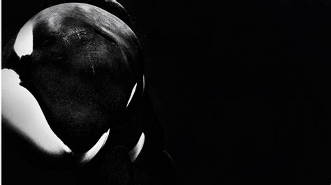 Orca Wallpapers - Top Free Orca Backgrounds - WallpaperAccess