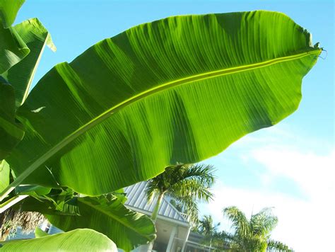 banana tree leaf - Google Search | banan | Pinterest | Trees, Green ...