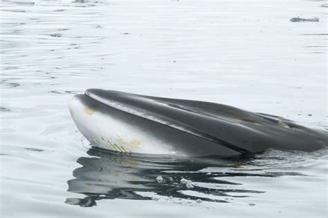 Antarctic Minke Whale Facts - CRITTERFACTS