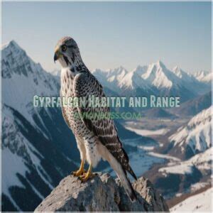 Gyrfalcon Facts: Habitat, Diet, & Conservation Secrets