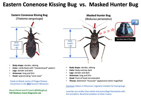 Visual ID Guides - Insect Diagnostic Lab