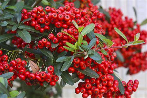 Shrubs With Poisonous Berries, Seeds, or Leaves