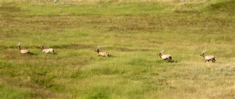 JWM study: Elk habitat overlaps with likely anthrax outbreaks - The ...