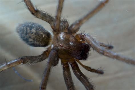 Spider fangs | Flickr - Photo Sharing!