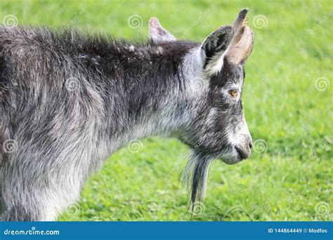 Close Profile of Older British Alpine Goat Stock Image - Image of long ...