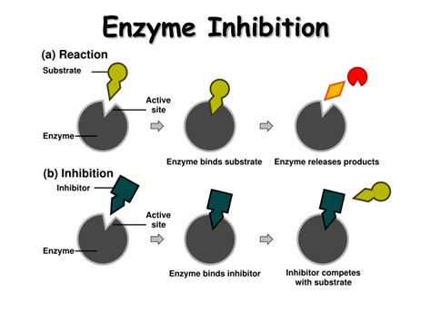 PPT - Enzymes PowerPoint Presentation, free download - ID:5196216