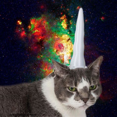 cats in space cat in space gif | WiffleGif