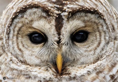 Barred Owl | Scott Martin Photography