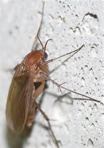 Small Brown Winged Insects In House | Psoriasisguru.com