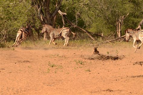 Zebra attack wildebeest calf - Africa Geographic