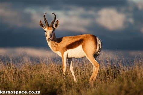 Ten Lovely Karoo Parks - Karoo Space | Animals beautiful, Africa, Chappies