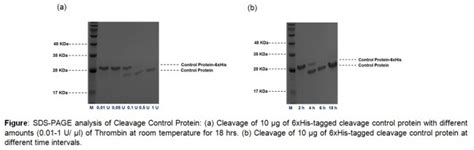 Thrombin Cleavage Kit | BioVision, Inc.