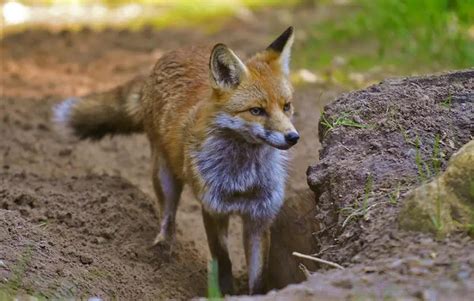 What does a Fox den Look Like? — Fox Den | by Discover Creatures | Medium