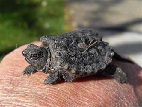 Alligator Snapping Turtle Care Guide