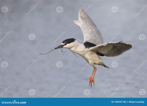 Black-crowned Night Heron Carrying Nesting Material - Venice, Florid ...