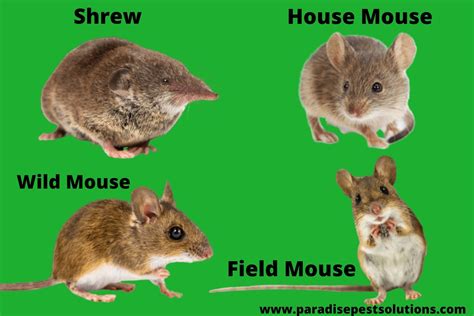 The Most Common Types Of Mice And Rats