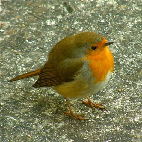 robin bird facts - robin bird - Birds Flight