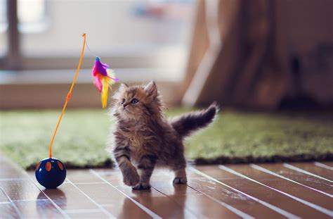 The 11 Best Cat Toys of 2021