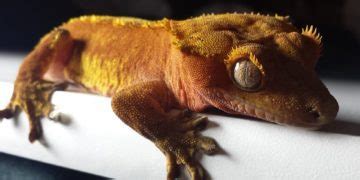 Why Does Crested Gecko Bite? How to Prevent it? | MyPetCareJoy