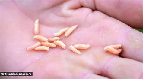 In a rare case, doctors remove 145 maggots from 65-year-old’s nose ...