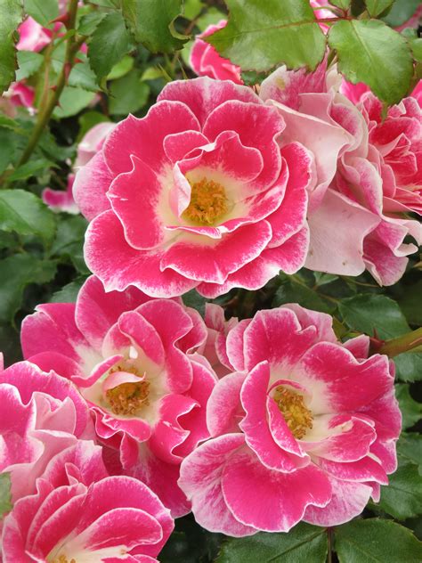 New Zealand Rose of the Year 2014 - The New Zealand Rose Society