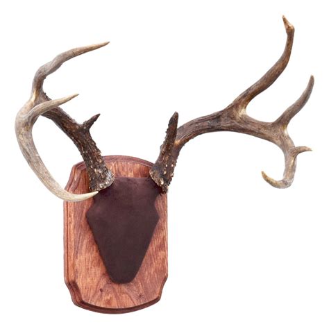 Elk Antlers Pair - Taxidermy Mounts for Sale and Taxidermy Trophies for ...