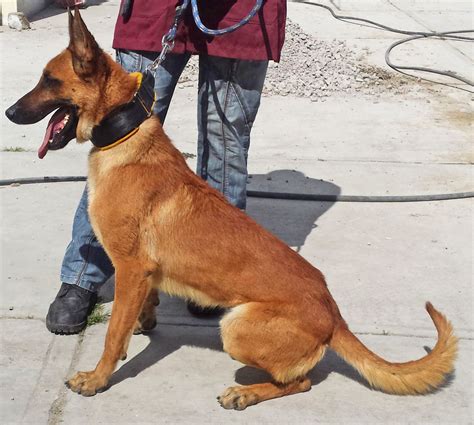 Mac | Belgian Malinois K-9 Police Dogs For Sale | Ruidoso Malinois