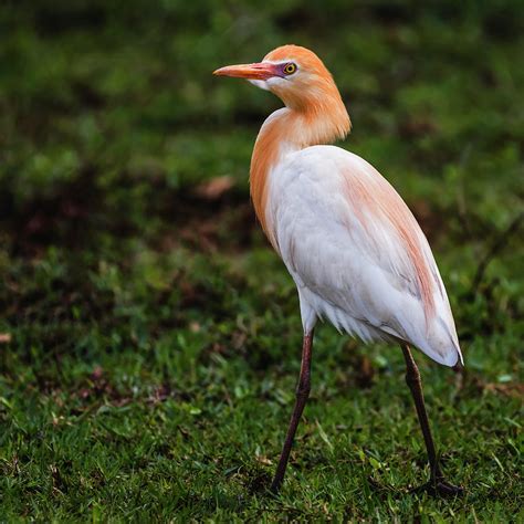 Cattle egret in breeding plumage Photograph by Vishwanath Bhat