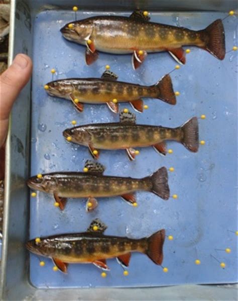 Brook Trout Morphology - Great Smoky Mountains National Park (U.S ...