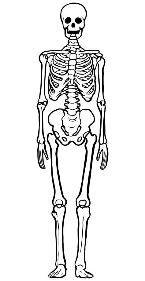 Cut Out Printable Skeleton Bones Template