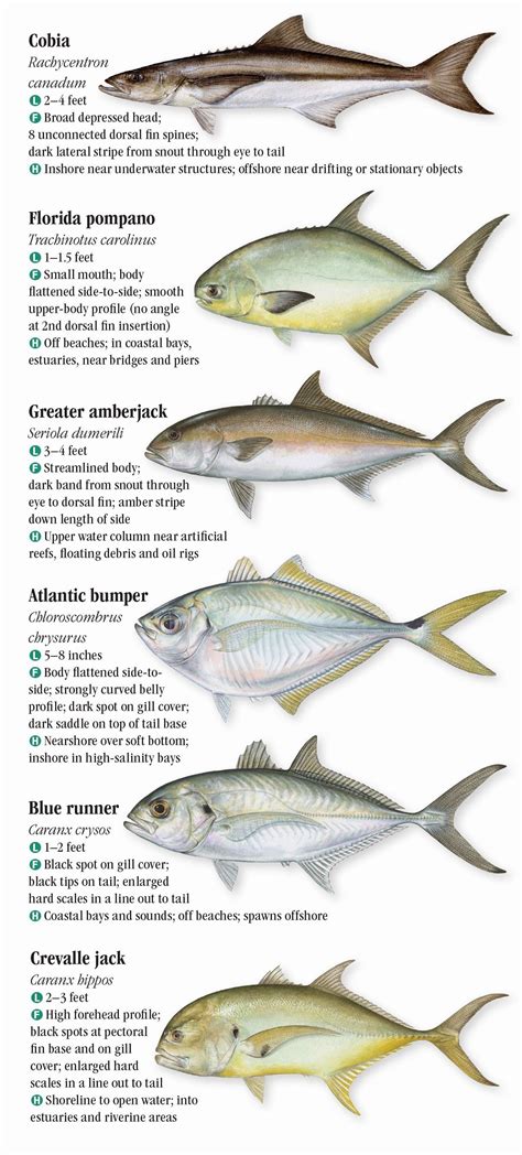 Saltwater Fishes of the Texas Gulf Coast – Quick Reference Publishing ...