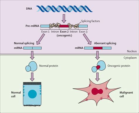 Alternative splicing: an emerging topic in molecular and clinical ...