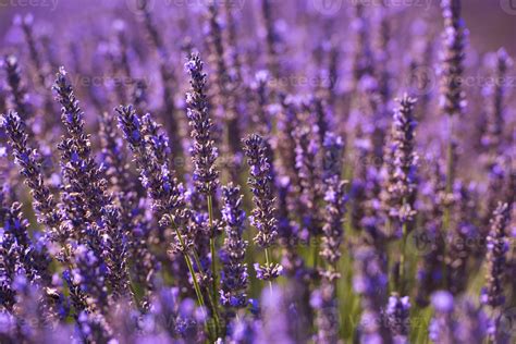 closeup purple lavender field 10371737 Stock Photo at Vecteezy