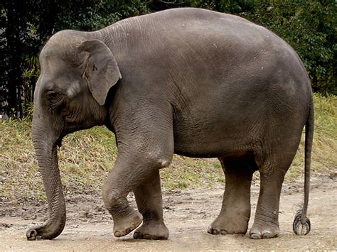 Interesting Facts about the Indian Elephant - India's Endangered