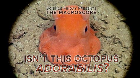 The cutest octopus ever may end up with the name ‘adorabilis’ - The ...