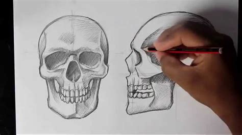 Skull Diagram Front