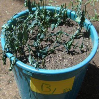 B. pilosa seedlings 20-30 minutes after treating as showed signs of ...