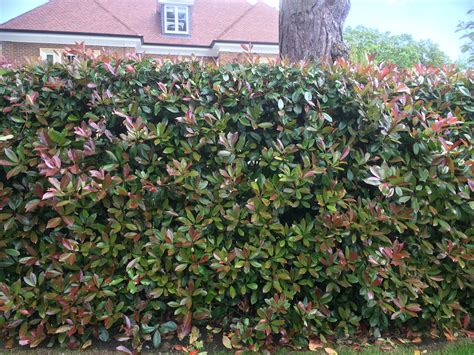 Photinia Instant Hedge, just planted - Practicality Brown